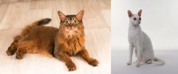 Somali vs Cornish Rex - Breed Comparison