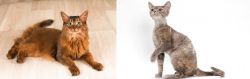 Somali vs Devon Rex - Breed Comparison