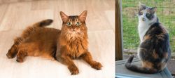 Somali vs Dilute Calico - Breed Comparison