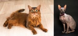 Somali vs Don Sphynx - Breed Comparison