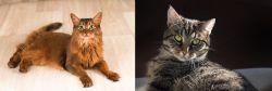 Somali vs European Shorthair - Breed Comparison