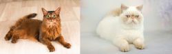 Somali vs Exotic Shorthair - Breed Comparison