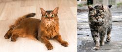 Somali vs Farm Cat - Breed Comparison