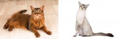 Somali vs Javanese - Breed Comparison