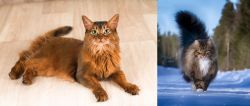 Somali vs Norwegian Forest Cat - Breed Comparison