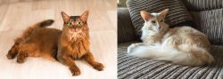 Somali vs Oriental Longhair - Breed Comparison