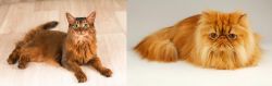 Somali vs Persian - Breed Comparison