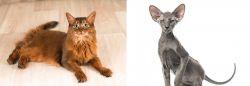 Somali vs Peterbald - Breed Comparison