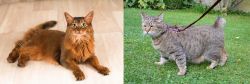 Somali vs Pixie-bob - Breed Comparison