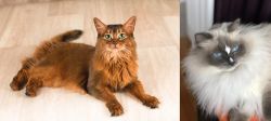 Somali vs Ragdoll - Breed Comparison