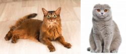 Somali vs Scottish Fold - Breed Comparison