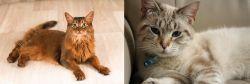 Somali vs Siamese/Tabby - Breed Comparison