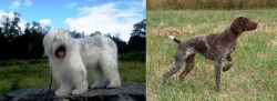 South Russian Ovcharka vs Braque Francais - Breed Comparison