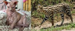 Sphynx vs African Serval - Breed Comparison