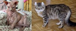 Sphynx vs American Curl - Breed Comparison