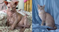 Sphynx vs American Keuda - Breed Comparison
