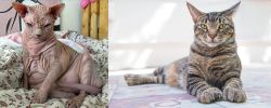 Sphynx vs American Polydactyl - Breed Comparison