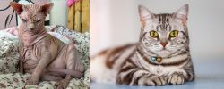 Sphynx vs American Shorthair - Breed Comparison