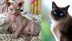 Sphynx vs Applehead Siamese - Breed Comparison
