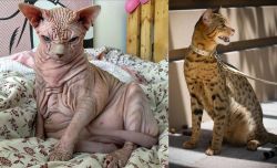 Sphynx vs Ashera - Breed Comparison