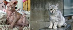 Sphynx vs Australian Mist - Breed Comparison