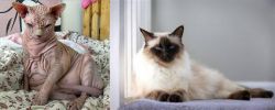 Sphynx vs Balinese - Breed Comparison