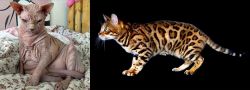 Sphynx vs Bengal - Breed Comparison