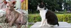 Sphynx vs Bicolor - Breed Comparison