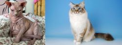 Sphynx vs Birman - Breed Comparison