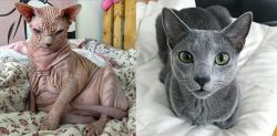 Sphynx vs Blue Russian - Breed Comparison