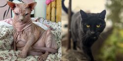 Sphynx vs Bombay - Breed Comparison