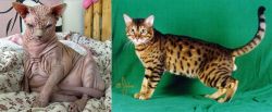 Sphynx vs Bristol - Breed Comparison