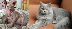 Sphynx vs British Semi-Longhair - Breed Comparison