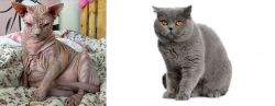 Sphynx vs British Shorthair - Breed Comparison