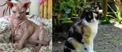 Sphynx vs Calico - Breed Comparison