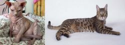 Sphynx vs California Spangled Cat - Breed Comparison