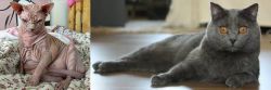 Sphynx vs Chartreux - Breed Comparison