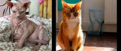 Sphynx vs Chausie - Breed Comparison