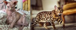 Sphynx vs Cheetoh - Breed Comparison
