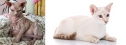 Sphynx vs Colorpoint Shorthair - Breed Comparison