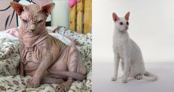 Sphynx vs Cornish Rex - Breed Comparison