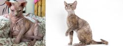 Sphynx vs Devon Rex - Breed Comparison