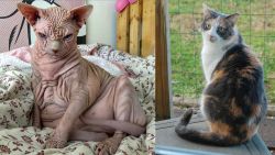 Sphynx vs Dilute Calico - Breed Comparison
