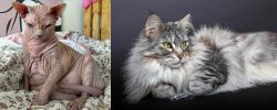 Sphynx vs Domestic Longhaired Cat - Breed Comparison