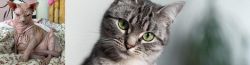 Sphynx vs Domestic Shorthaired Cat - Breed Comparison