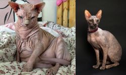 Sphynx vs Don Sphynx - Breed Comparison