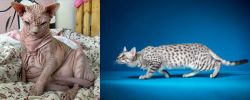 Sphynx vs Egyptian Mau - Breed Comparison