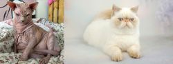 Sphynx vs Exotic Shorthair - Breed Comparison