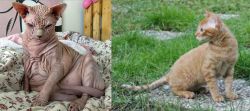 Sphynx vs German Rex - Breed Comparison