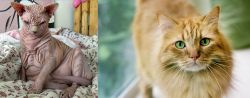 Sphynx vs Ginger Tabby - Breed Comparison